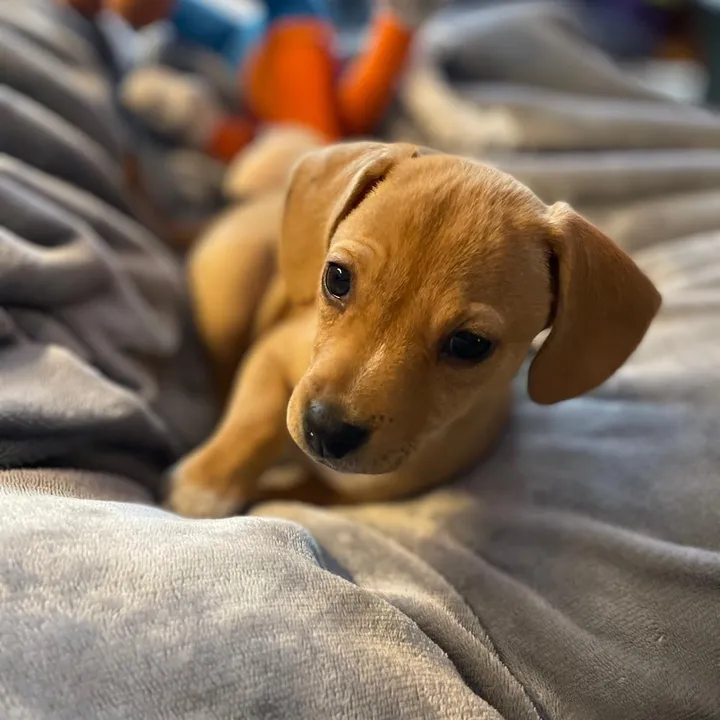 adopt.me.i.am.cute