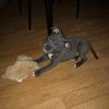 jaegerstaffy