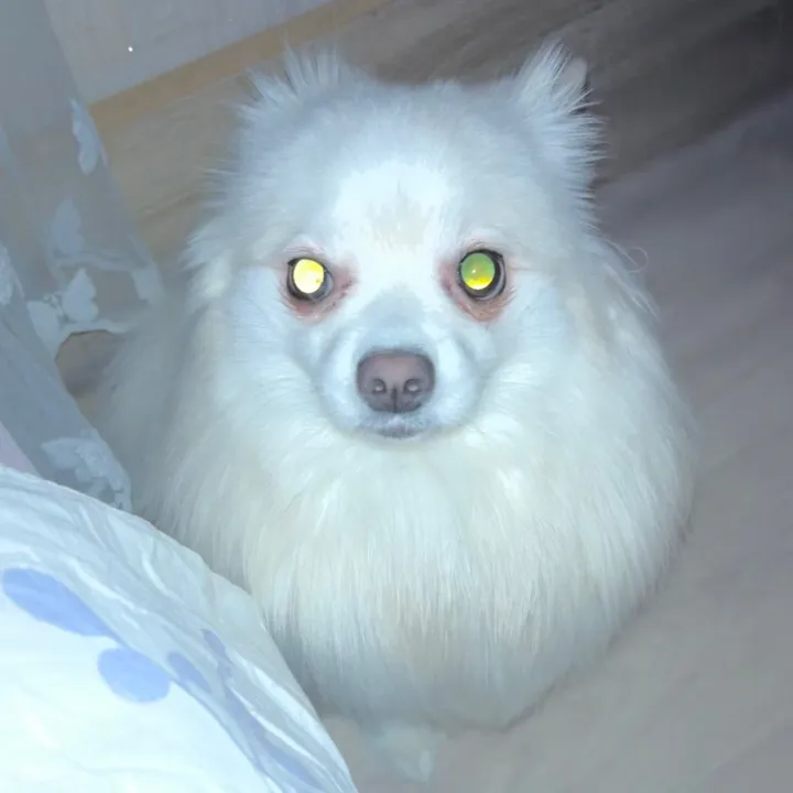 polinaacc