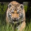 wildcatsanctuary