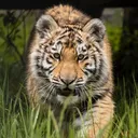@wildcatsanctuary