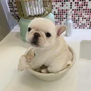@frenchie.f.amily