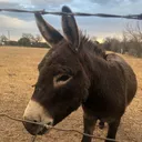 @donkeydaily