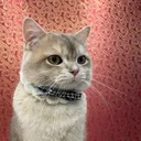 @greycatmeowmeow