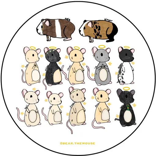 @bear.themouse