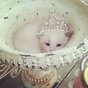 @chzh_h0w0