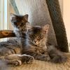 catsandbrains