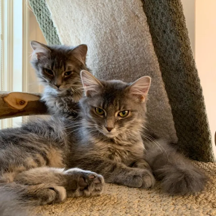 @catsandbrains