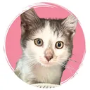@bkrescues