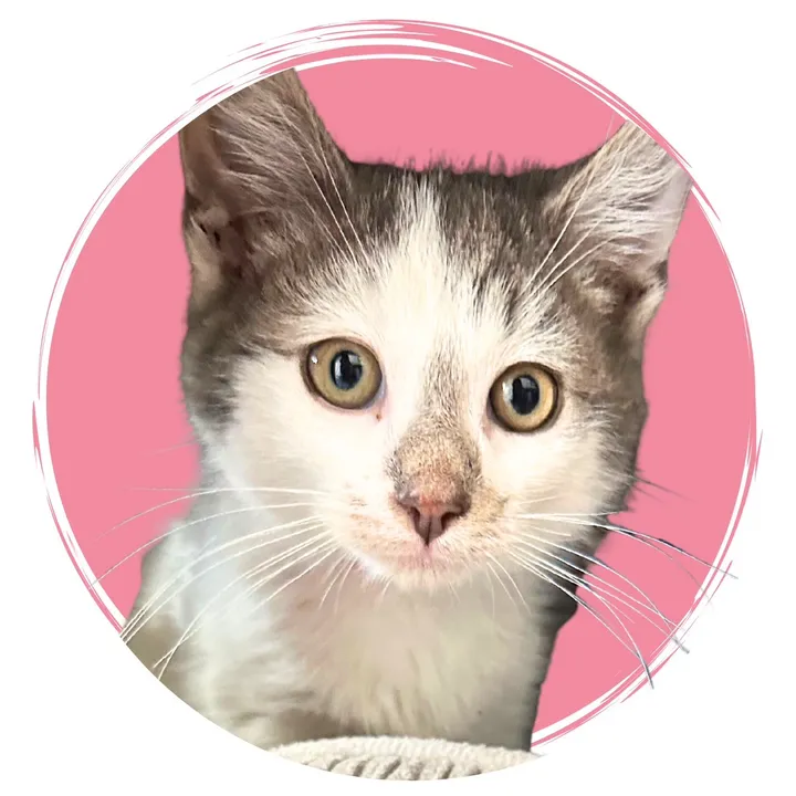 bkrescues