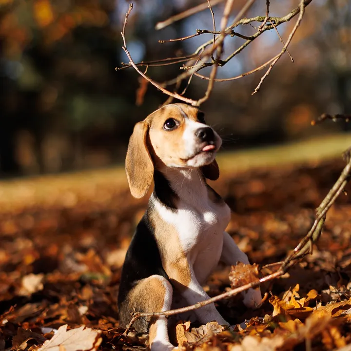_niki_beagle