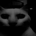 @catdingaling