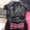 @shadow_pugster