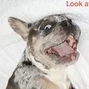 @whonamestheirdogdelilah