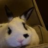 chrisdeeza08