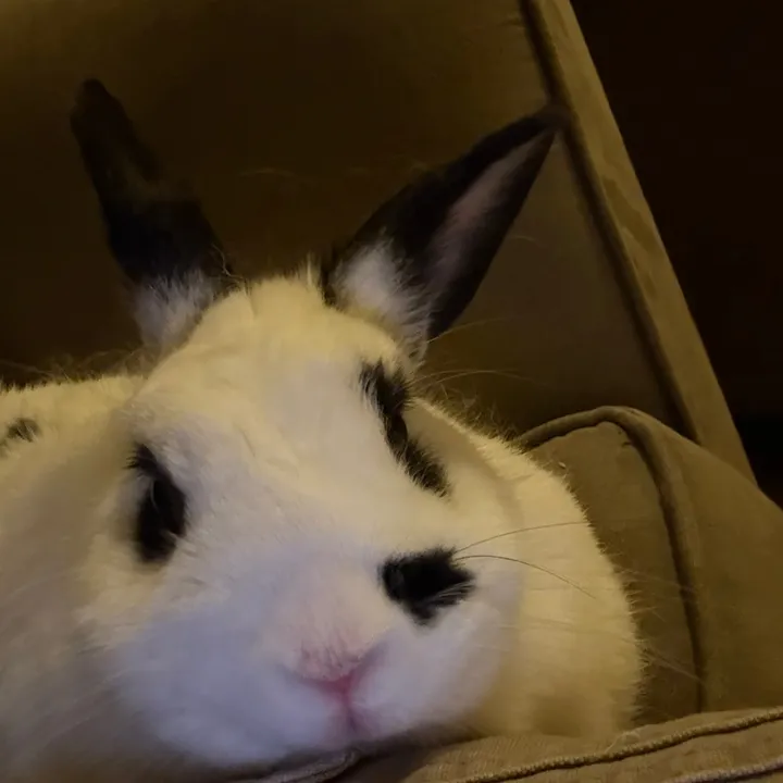 chrisdeeza08
