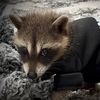 snacky_chan_the_raccoon