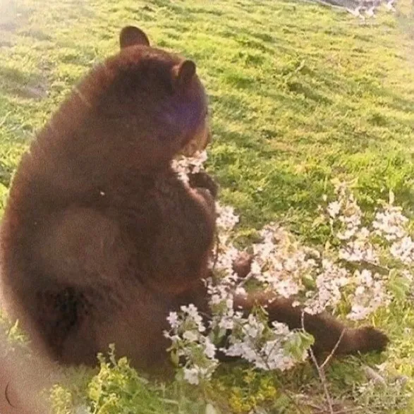 bearina000