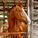 @anotherhorsechick0
