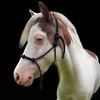 sugarfoot_therapy_horse