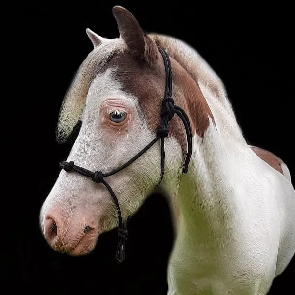@sugarfoot_therapy_horse