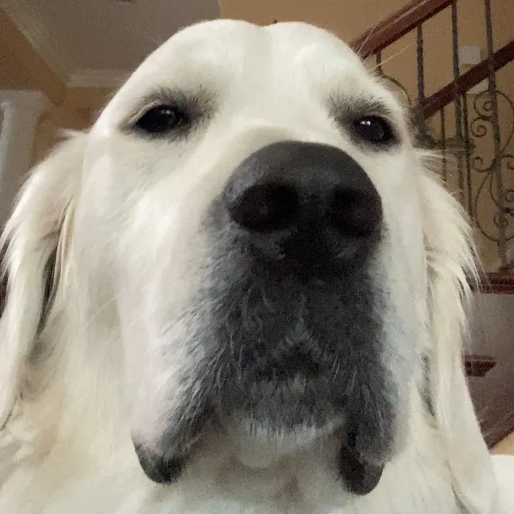 pierredawg