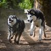 siberianderpskies