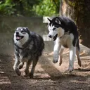@siberianderpskies