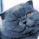@petlover_cats_996