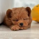 @pomapoo.barney