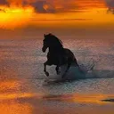 @dailyhorsetok