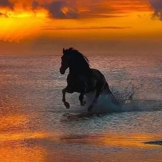 @dailyhorsetok