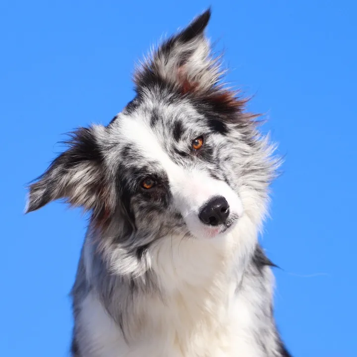 bordercolliemuse
