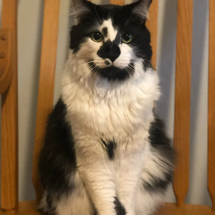 @macboythecatboy