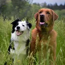 @norcalsportdogs