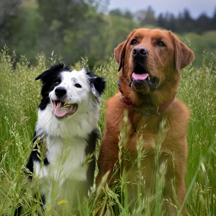 norcalsportdogs