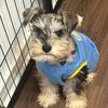 apple.mini.schnauzer