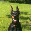 dobermanshelby1