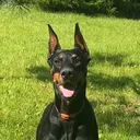 @dobermanshelby1