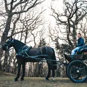 @dartmoorcarriages