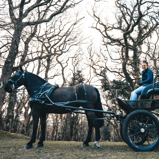 dartmoorcarriages