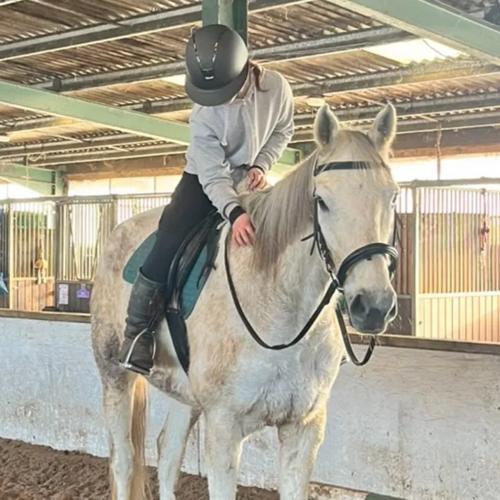 @equine.jj