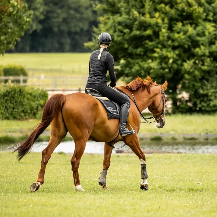 ...sophie.equine
