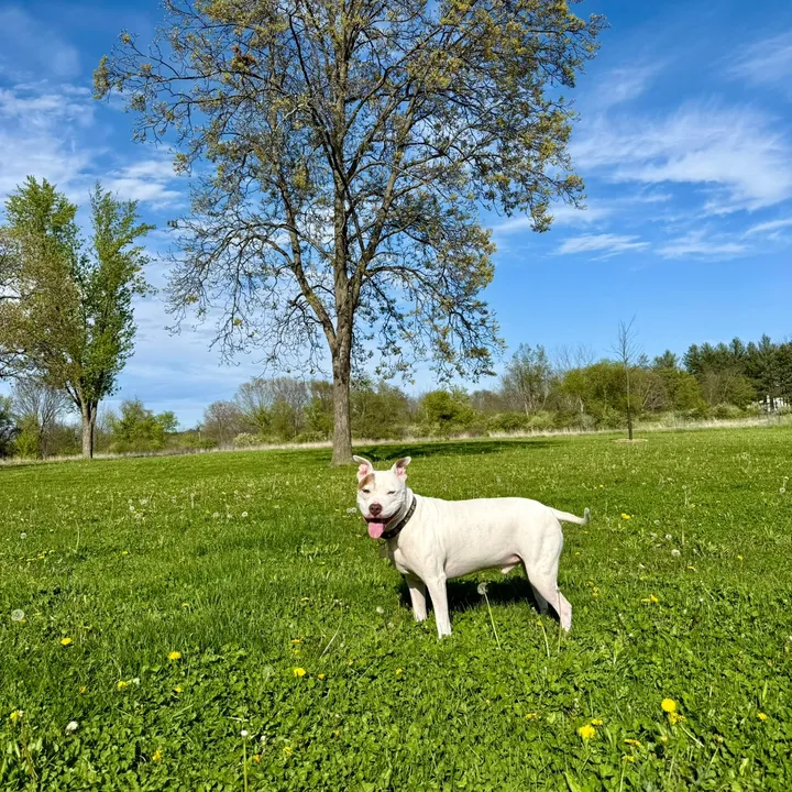chewythepitbulll