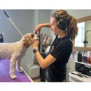 @briellejonespetgrooming