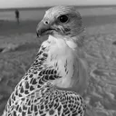 @2___.ib