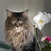 halliwellcat