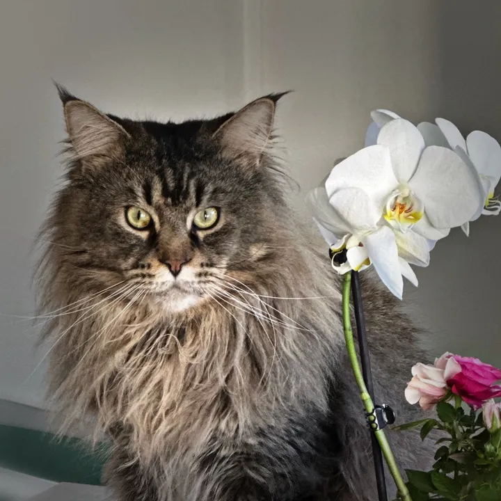 @halliwellcat