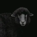 @jerusalem_1985