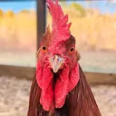 @thechickiechateau